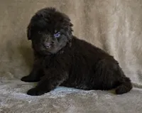 Female 2, a female Newfoundland for sale in Cambridge, NE – 3 of 5