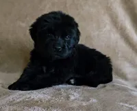 Female 3, a female Newfoundland for sale in Cambridge, NE – 3 of 5
