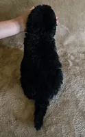 Female 5, a female Newfoundland for sale in Cambridge, NE – 3 of 4