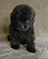 Male 6, a male Newfoundland for sale in Cambridge, NE – 3 of 5
