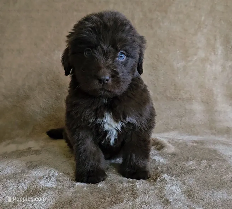 Female 4 – Newfoundland puppy for sale in Cambridge, NE
