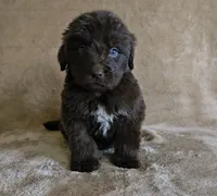 Female 4, a female Newfoundland for sale in Cambridge, NE – 1 of 5