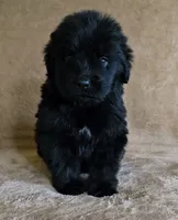 Male 7, a male Newfoundland for sale in Cambridge, NE – 1 of 4
