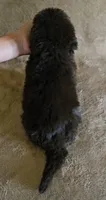 Male 6, a male Newfoundland for sale in Cambridge, NE – 5 of 5