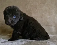 Female 4, a female Newfoundland for sale in Cambridge, NE – 2 of 5