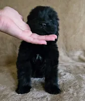 Male 7, a male Newfoundland for sale in Cambridge, NE – 4 of 4