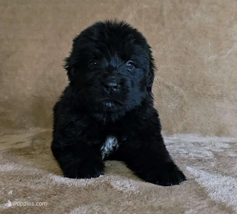 Female 5 – Newfoundland puppy for sale in Cambridge, NE