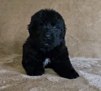 Female 5, a female Newfoundland for sale in Cambridge, NE – 1 of 4