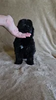 Female 3, a female Newfoundland for sale in Cambridge, NE – 4 of 5