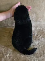Female 1, a female Newfoundland for sale in Cambridge, NE – 2 of 3