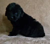 Male 7, a male Newfoundland for sale in Cambridge, NE – 2 of 4