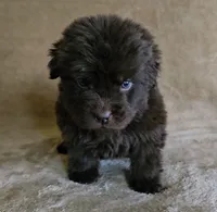 Male 6, a male Newfoundland for sale in Cambridge, NE – 2 of 5