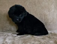 Female 1, a female Newfoundland for sale in Cambridge, NE – 3 of 3