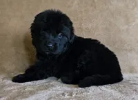 Female 5, a female Newfoundland for sale in Cambridge, NE – 2 of 4