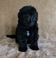 Female 3, a female Newfoundland for sale in Cambridge, NE – 2 of 5