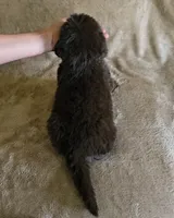 Female 2, a female Newfoundland for sale in Cambridge, NE – 5 of 5