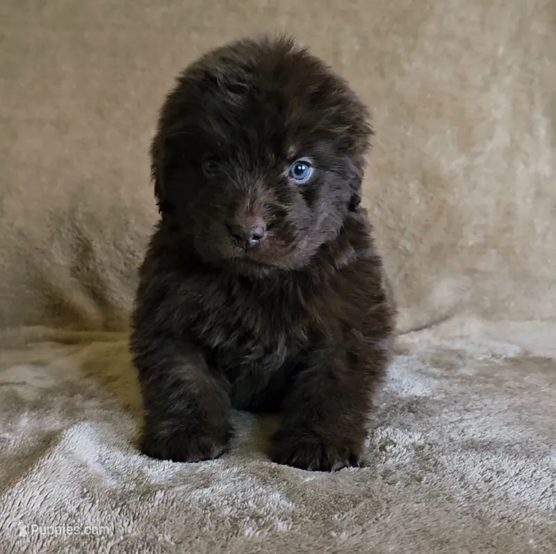 Female 2 – Newfoundland puppy for sale in Cambridge, NE