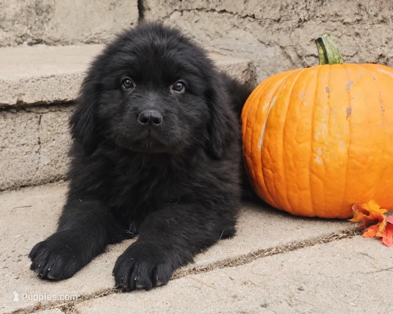 Female 5 – Newfoundland puppy for sale in Cambridge, NE