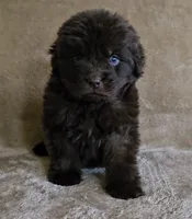 Male 6, a male Newfoundland for sale in Cambridge, NE – 1 of 5