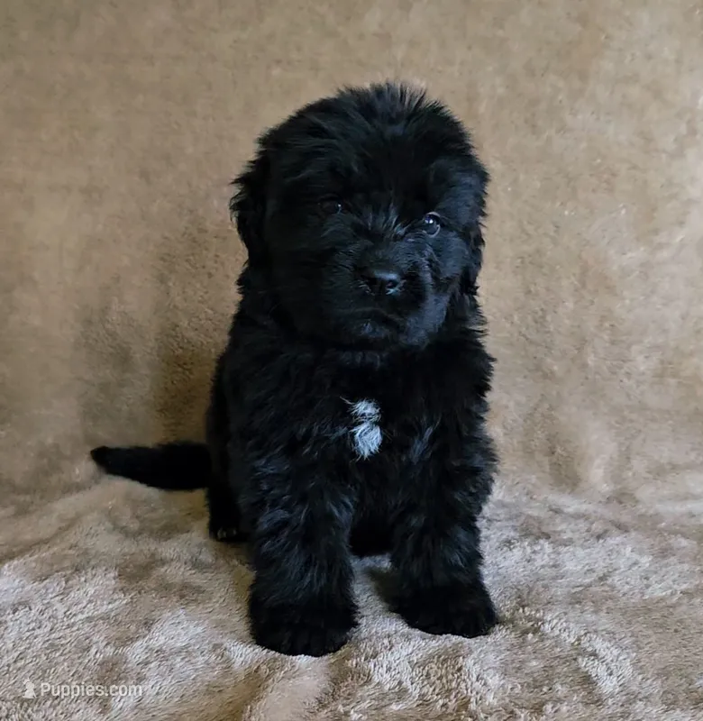 Female 3 – Newfoundland puppy for sale in Cambridge, NE