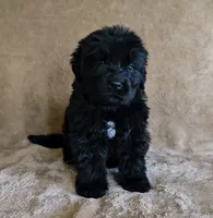 Female 3, a female Newfoundland for sale in Cambridge, NE – 1 of 5