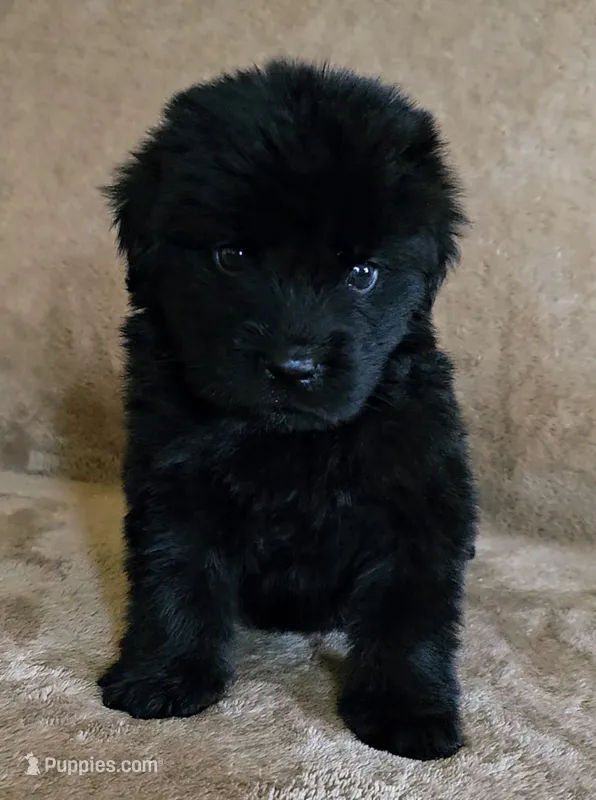 Female 1 – Newfoundland puppy for sale in Cambridge, NE