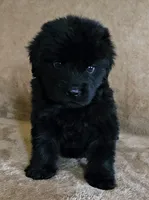 Female 1, a female Newfoundland for sale in Cambridge, NE – 1 of 3