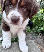 Winston, a male Australian Shepherd and Miniature American Shepherd for sale in Fayetteville, NC – Photo 2 of 4