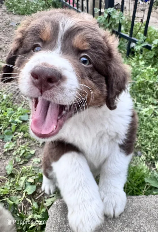 Winston – Australian Shepherd, Miniature American Shepherd puppy for sale in Fayetteville, NC