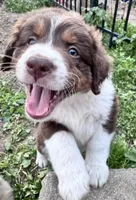 Winston, a male Australian Shepherd and Miniature American Shepherd for sale in Fayetteville, NC – Photo 1 of 4