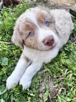 Boone , a male Australian Shepherd and Miniature American Shepherd for sale in Fayetteville, NC – Photo 6 of 6