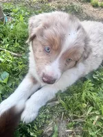 Boone , a male Australian Shepherd and Miniature American Shepherd for sale in Fayetteville, NC – Photo 5 of 6