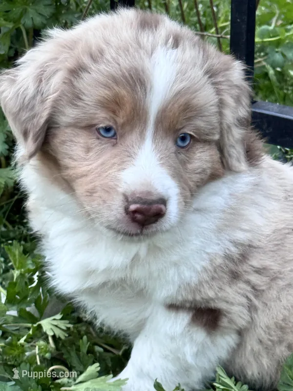 Boone  – Australian Shepherd, Miniature American Shepherd puppy for sale in Fayetteville, NC