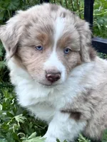 Boone , a male Australian Shepherd and Miniature American Shepherd for sale in Fayetteville, NC – Photo 1 of 6