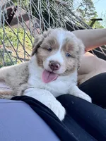 Boone , a male Australian Shepherd and Miniature American Shepherd for sale in Fayetteville, NC – Photo 4 of 6