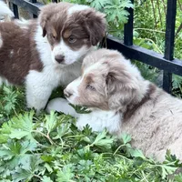 Boone , a male Australian Shepherd and Miniature American Shepherd for sale in Fayetteville, NC – Photo 2 of 6