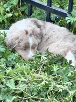 Boone , a male Australian Shepherd and Miniature American Shepherd for sale in Fayetteville, NC – Photo 3 of 6