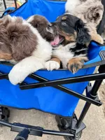 Lexington “Abby”, a female Australian Shepherd and Miniature American Shepherd for sale in Fayetteville, NC – Photo 5 of 6