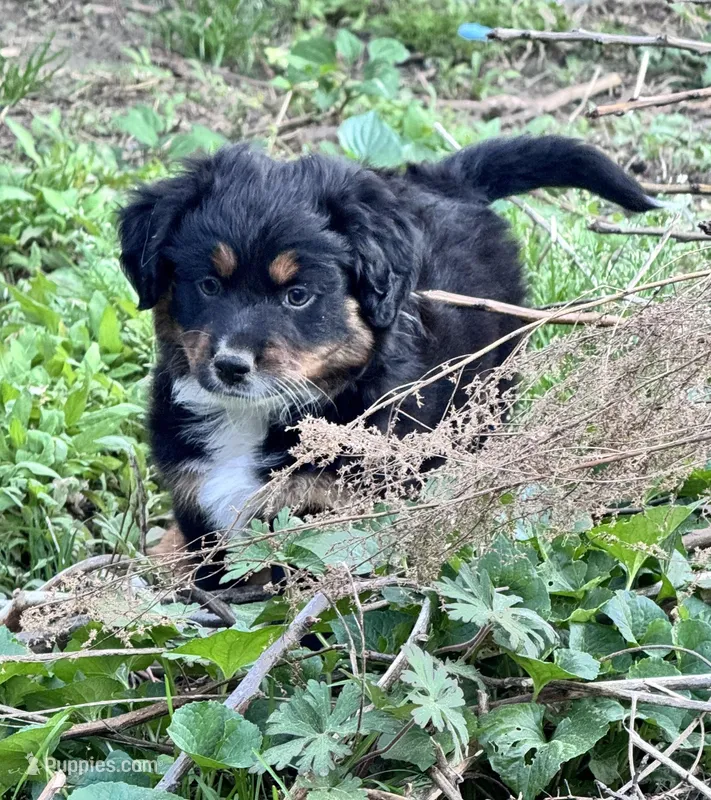 Lexington “Abby” – Australian Shepherd, Miniature American Shepherd puppy for sale in Fayetteville, NC