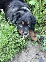 Lexington “Abby”, a female Australian Shepherd and Miniature American Shepherd for sale in Fayetteville, NC – Photo 3 of 6