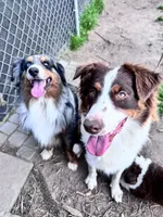 Lexington “Abby”, a female Australian Shepherd and Miniature American Shepherd for sale in Fayetteville, NC – Photo 6 of 6