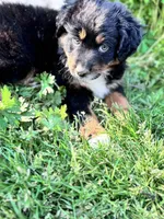 Lexington “Abby”, a female Australian Shepherd and Miniature American Shepherd for sale in Fayetteville, NC – Photo 4 of 6
