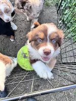 Shelby , a female Australian Shepherd and Miniature American Shepherd for sale in Fayetteville, NC – Photo 4 of 5