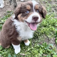 Shelby , a female Australian Shepherd and Miniature American Shepherd for sale in Fayetteville, NC – Photo 2 of 5