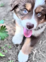 Shelby , a female Australian Shepherd and Miniature American Shepherd for sale in Fayetteville, NC – Photo 1 of 5