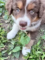 Shelby , a female Australian Shepherd and Miniature American Shepherd for sale in Fayetteville, NC – Photo 3 of 5