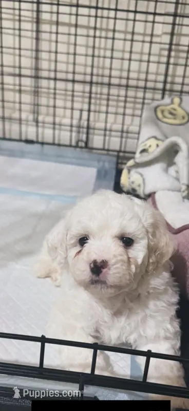 Peluche  – Maltipoo puppy for sale in Los Angeles, CA