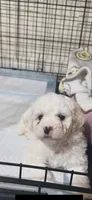 Peluche , a male Maltipoo for sale in Los Angeles, CA – 1 of 10