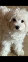 Peluche , a male Maltipoo for sale in Los Angeles, CA – 5 of 10