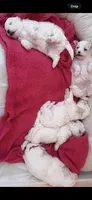 Peluche , a male Maltipoo for sale in Los Angeles, CA – 2 of 10